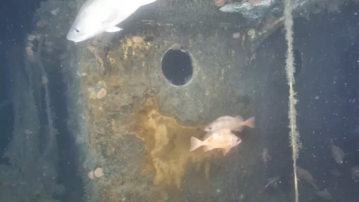 Quest Gemi Enkazı Beklenenden Daha Kötü Durumda Olmasına Rağmen Canlı Bir Deniz Ekosistemi Oluşturdu